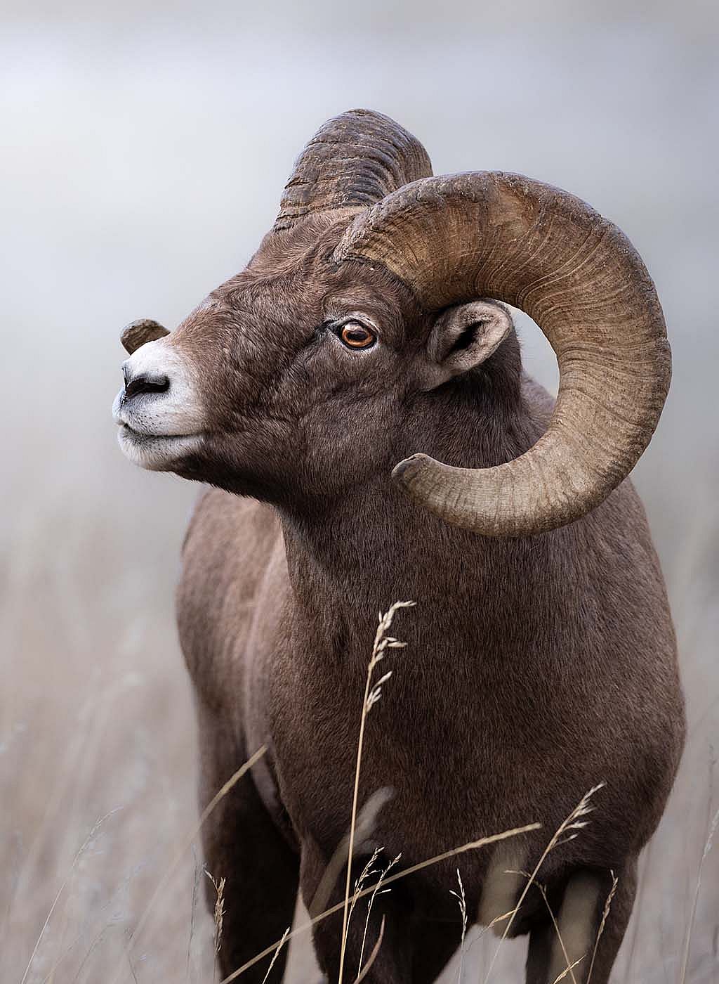 Headstrong. Photo by Julia Cook @julia.littlelightningnature.