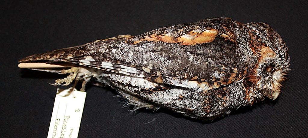 A Treasure from Our West: Flammulated owl specimen. DRA.304.404