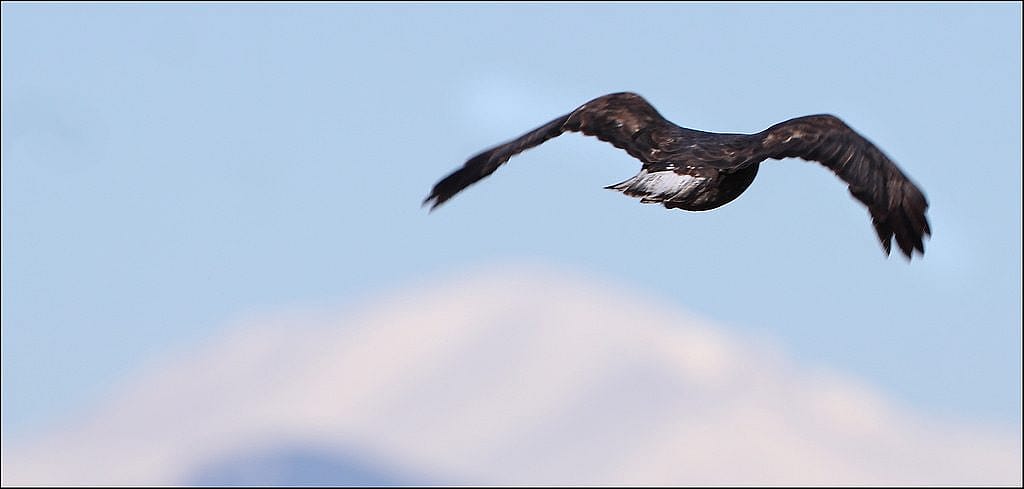 Harlan's Hawk in Flight