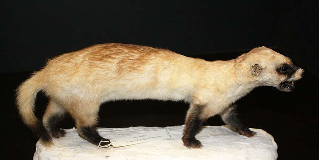 Black-footed ferret specimen in the collection of the Center of the West's Draper Natural History Museum. NH.305.100