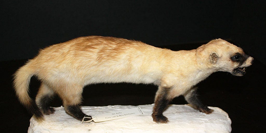 Black-footed ferret specimen in the collection of the Center of the West's Draper Natural History Museum. NH.305.100