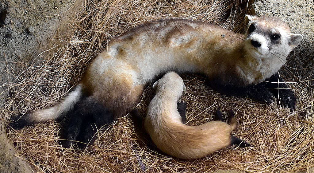 A Treasure from Our West: Black-footed ferret. DRA.305.37