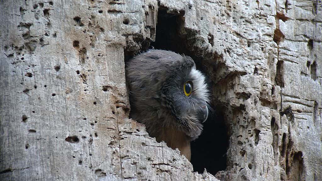 A Northern Saw-whet Owl looks out of the woodpecker hole, now the nesting cavity for Saw-whet Owls.