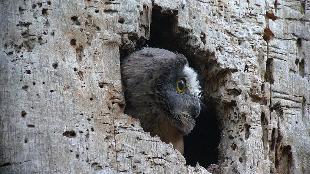 A Northern Saw-whet Owl looks out of the woodpecker hole, now the nesting cavity for Saw-whet Owls.