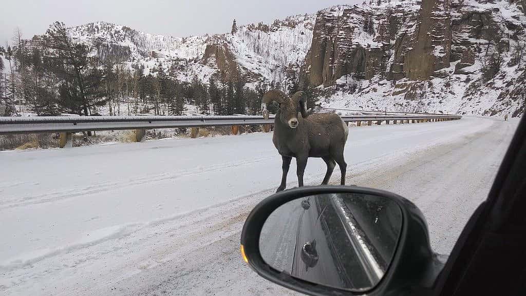 Yellowstone Wildlife in Winter - An Impressive Bighorn Ram on the road to Yellowstone sizes up my car