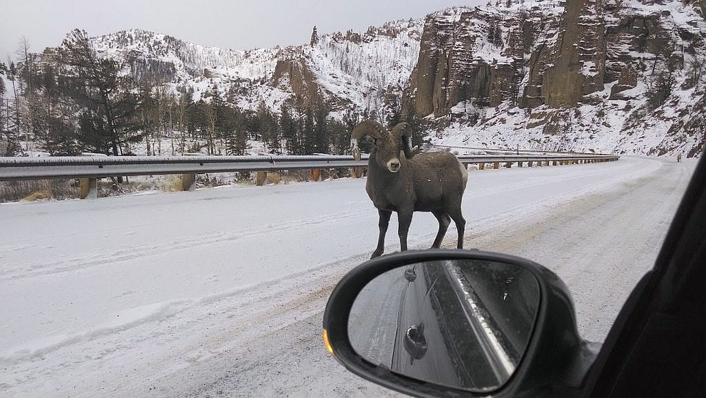 Yellowstone Wildlife in Winter - An Impressive Bighorn Ram on the road to Yellowstone sizes up my car