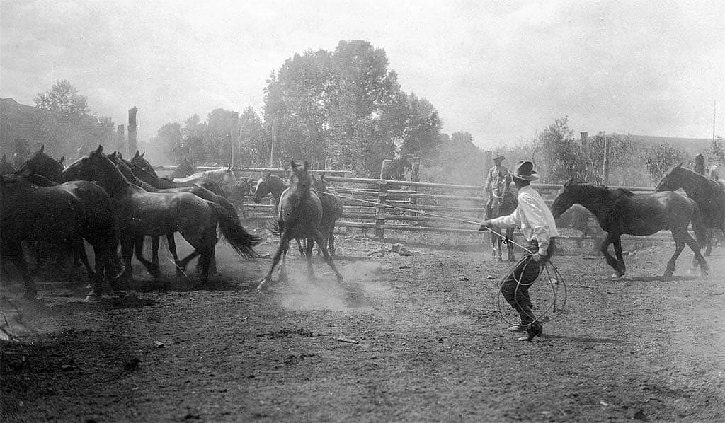 "Roping a colt." Western artist W.H.D. Koerner used photography primarily as a tool to assist with his illustrations and paintings. This print from his studio collection shows that his photographic skills were well developed. P.78.1065