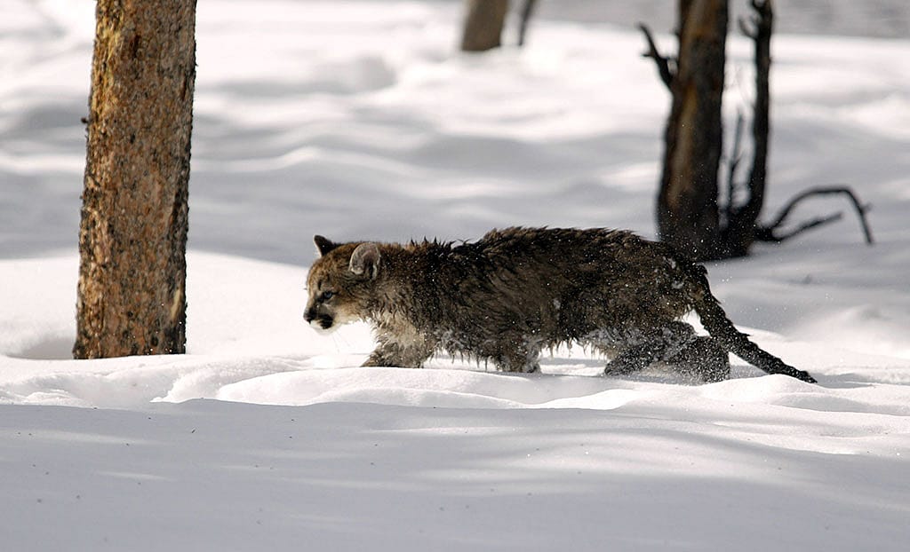 Cougar kitten in winter, Yellowstone National Park, 2004. NPS photo by Jim Peaco.