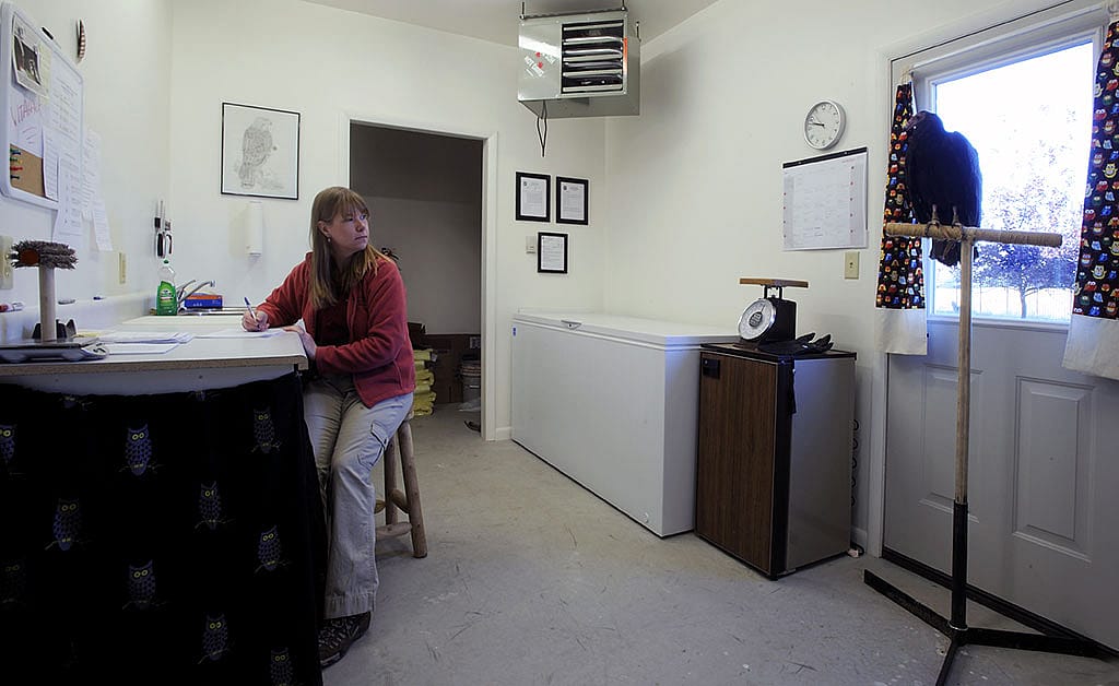 Suli the turkey vulture oversees the activities of the mews office.