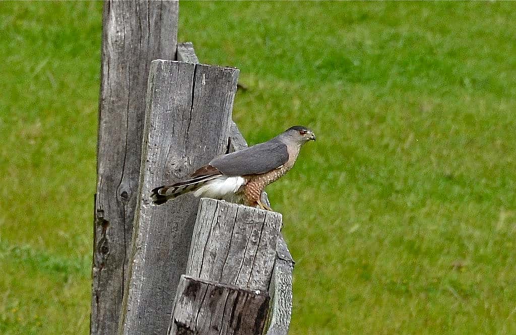 An Adult Cooper's Hawk with a blue-gray back by Linda Tanner