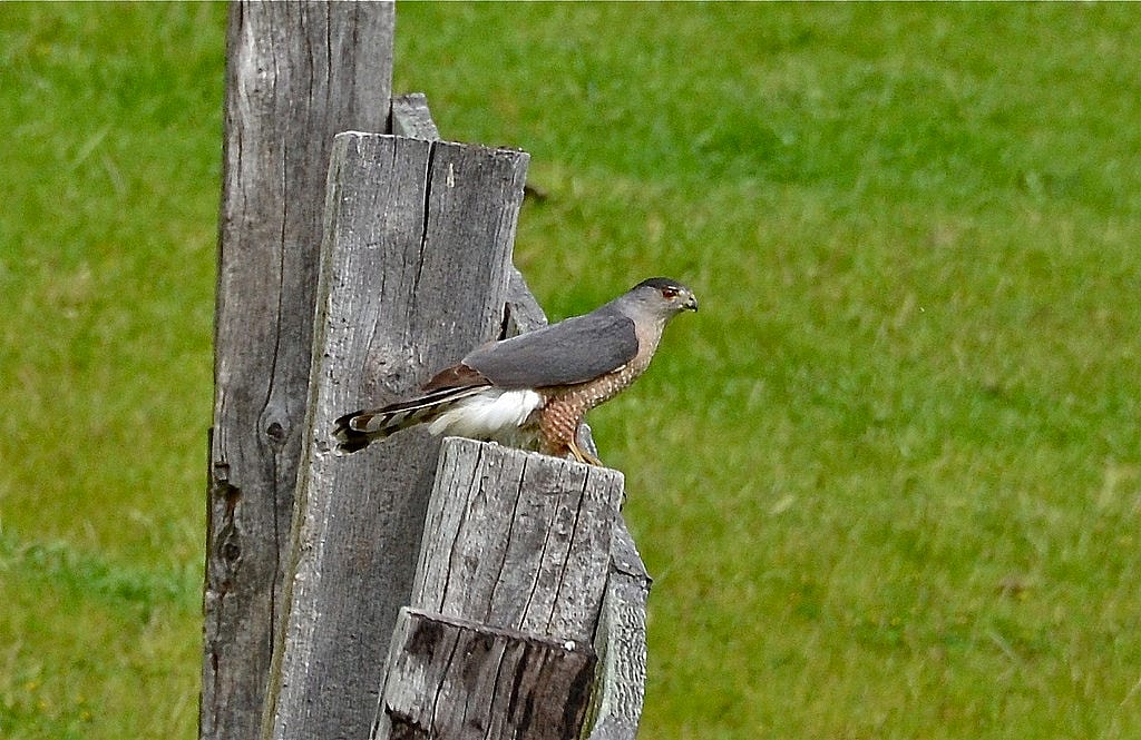 An Adult Cooper's Hawk with a blue-gray back by Linda Tanner
