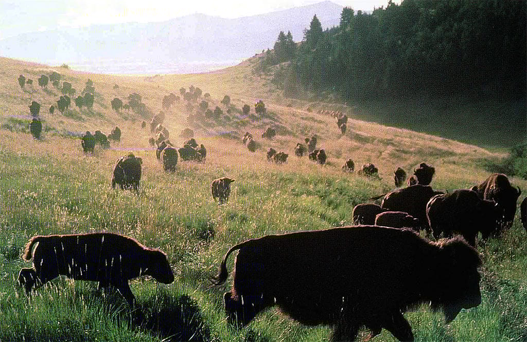 American Bison. Ken Blackbird photo, 1996.