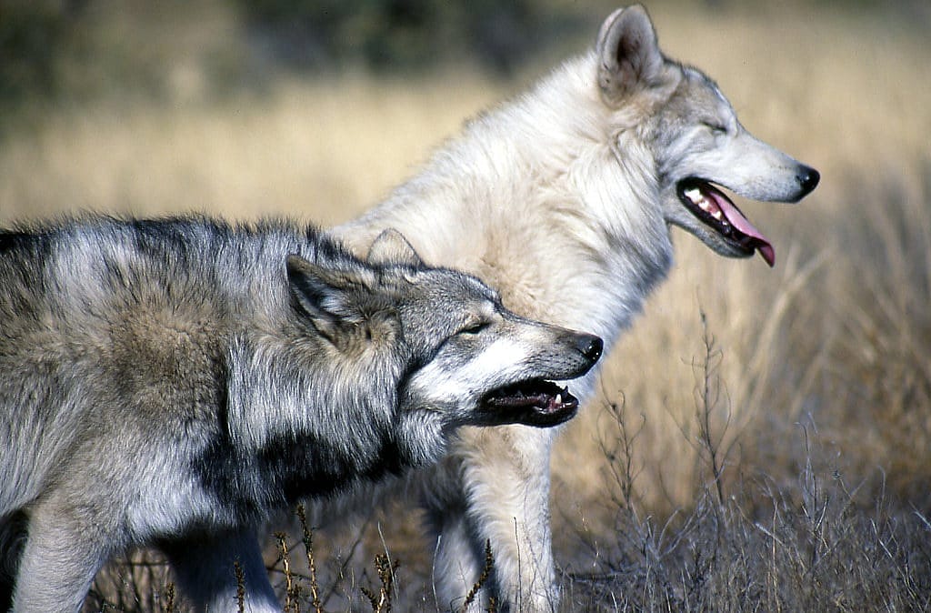 Image is of a very light almost white wolf and a gray wolf standing side by side from the front legs forward.
