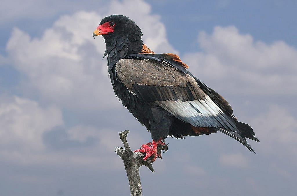 Bateleur Eagle perched on a branch.