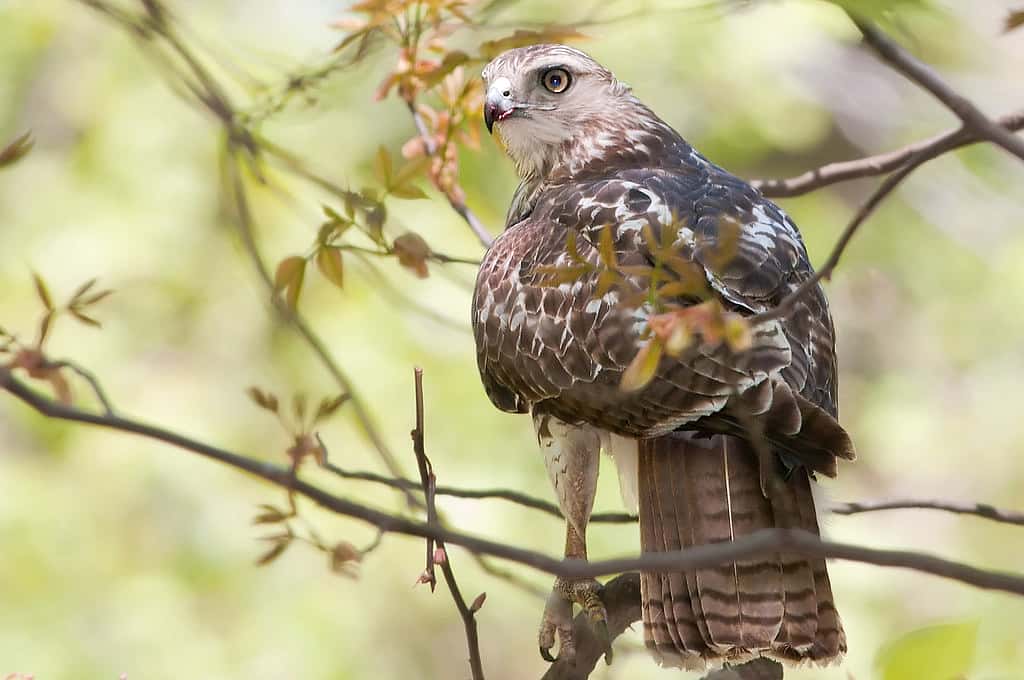 Photo to demonstrate how an immature Red-tail looks like with a banded tail and wings falling short of tail.  Bird is perched with back facing camera. 
