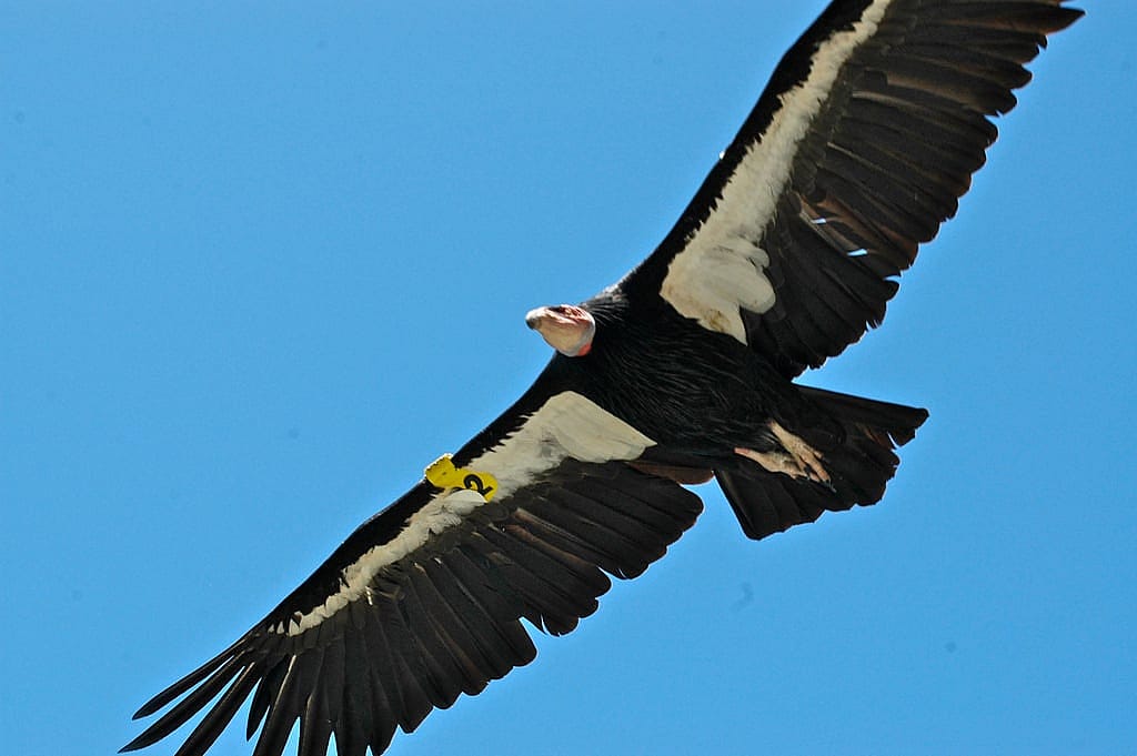 California Condor in Flight