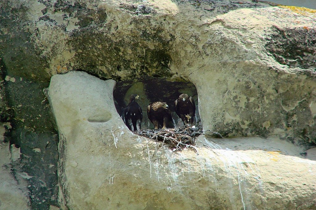 Golden Eagle family in my 2011 study nest.