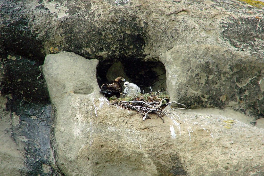 In 2011 one chick successfully fledged from my study nest. 