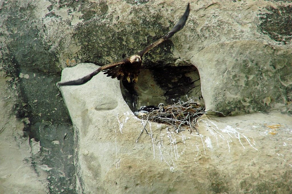 This Golden Eagle is leaving the nest after delivering prey to her chick. 