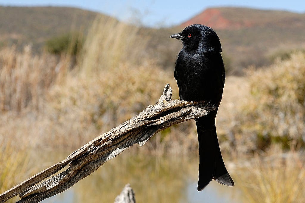 Forked-tailed Drongo