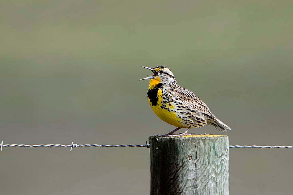 Western Meadowlark. Wikimedia Commons.