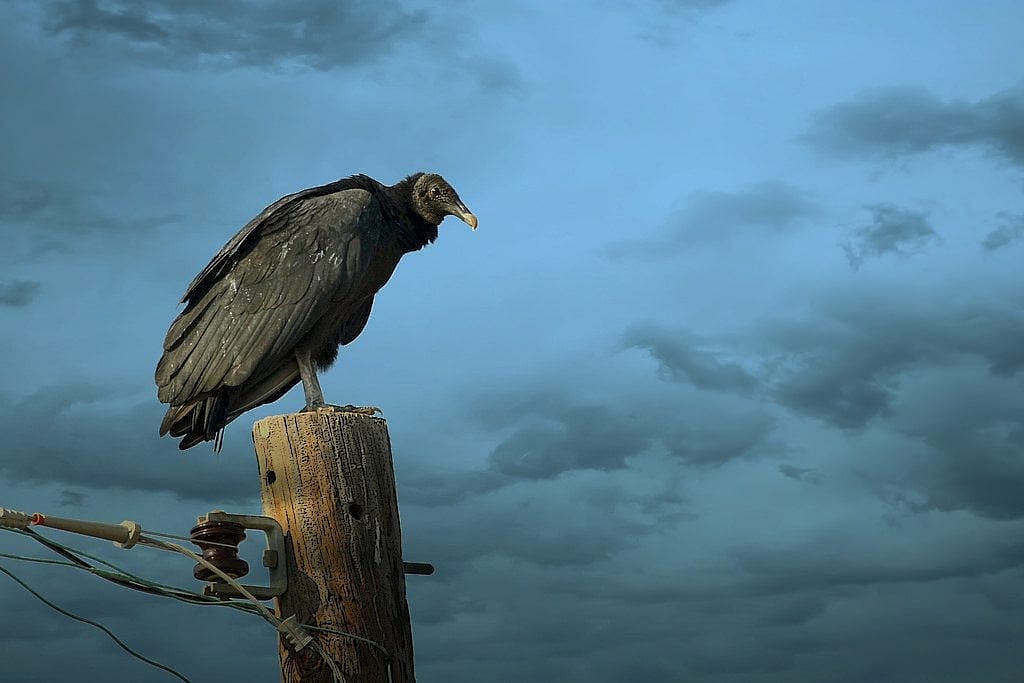 A Perched Black Vulture