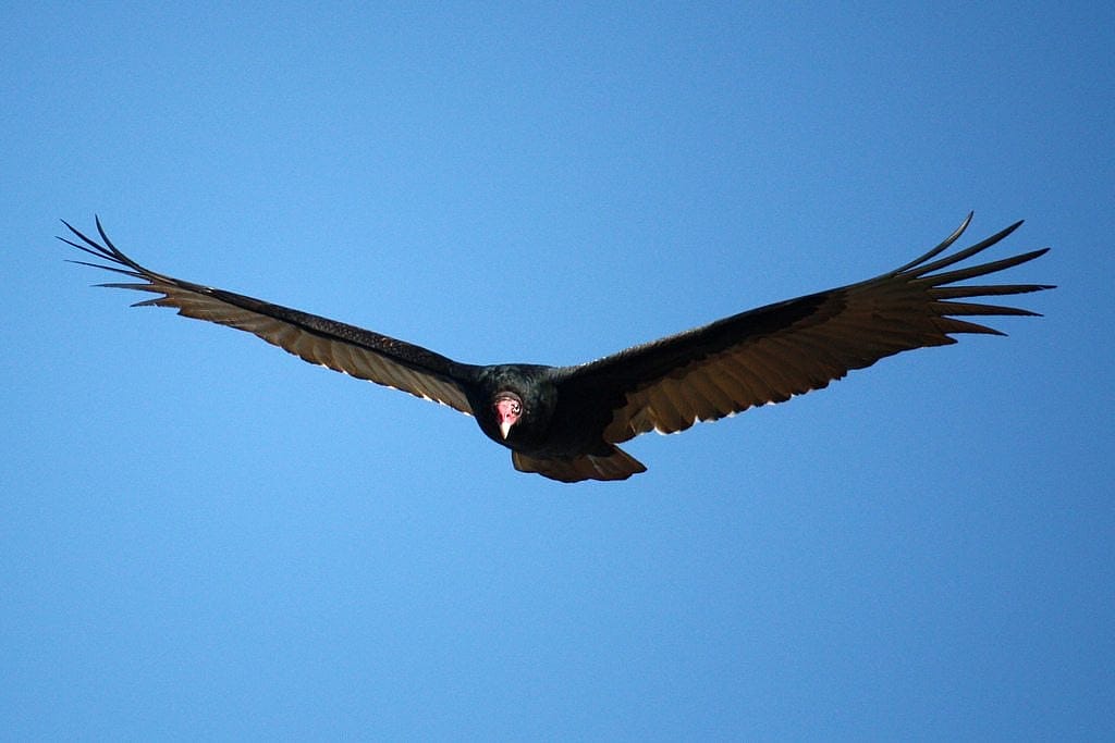 Turkey Vulture