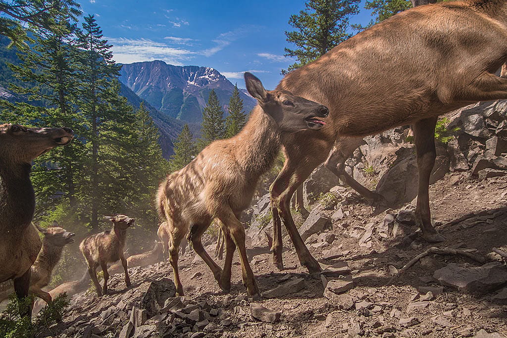 A Treasure from Our West: Joe Riis. Yellowstone Migrations,Elk, 2015. Camera trap photograph. William E. Weiss Memorial Fund Purchase. Photograph copyright Joe Riis, 2015. 10.16
