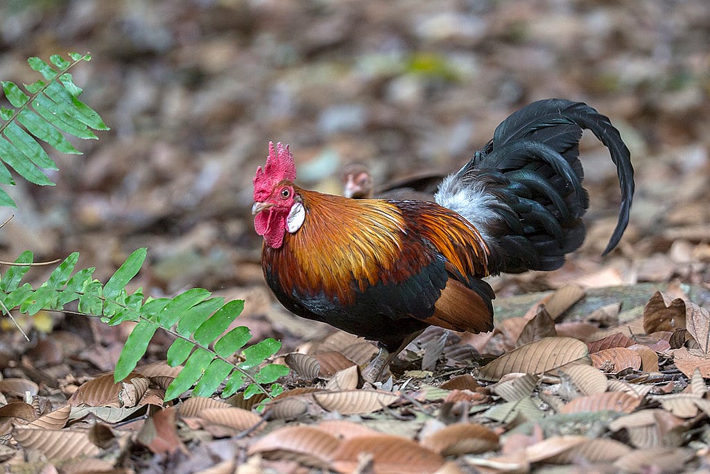 Photo of a male Red Junglefowl to demonstrate the male version of the hens in the song 12 Days of Christmas.