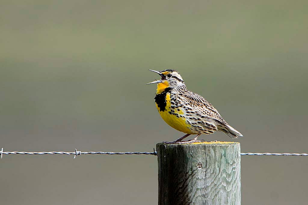 Western Meadowlark. Wikimedia Commons.