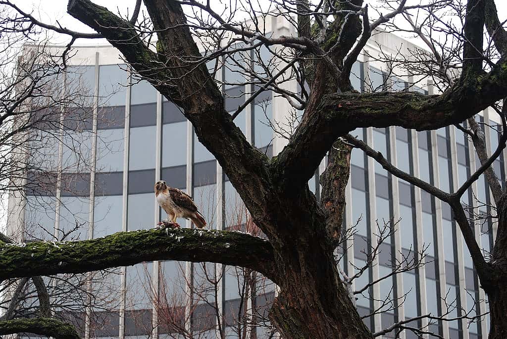 Demonstrating that Red0tailed Hawks may be found living in urban areas.