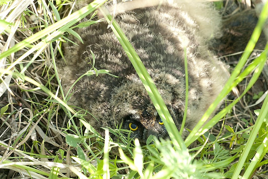 A Short-eared Owl chick lying low among the grass to demonstrate where nests are located.  