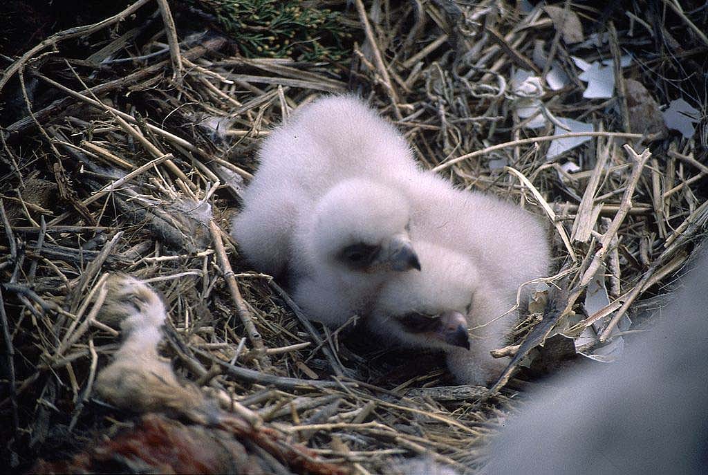 Golden eagle chicks. MS 301 Gabby Barrus Slide Collection, McCracken Research Library. SL.301.16.08