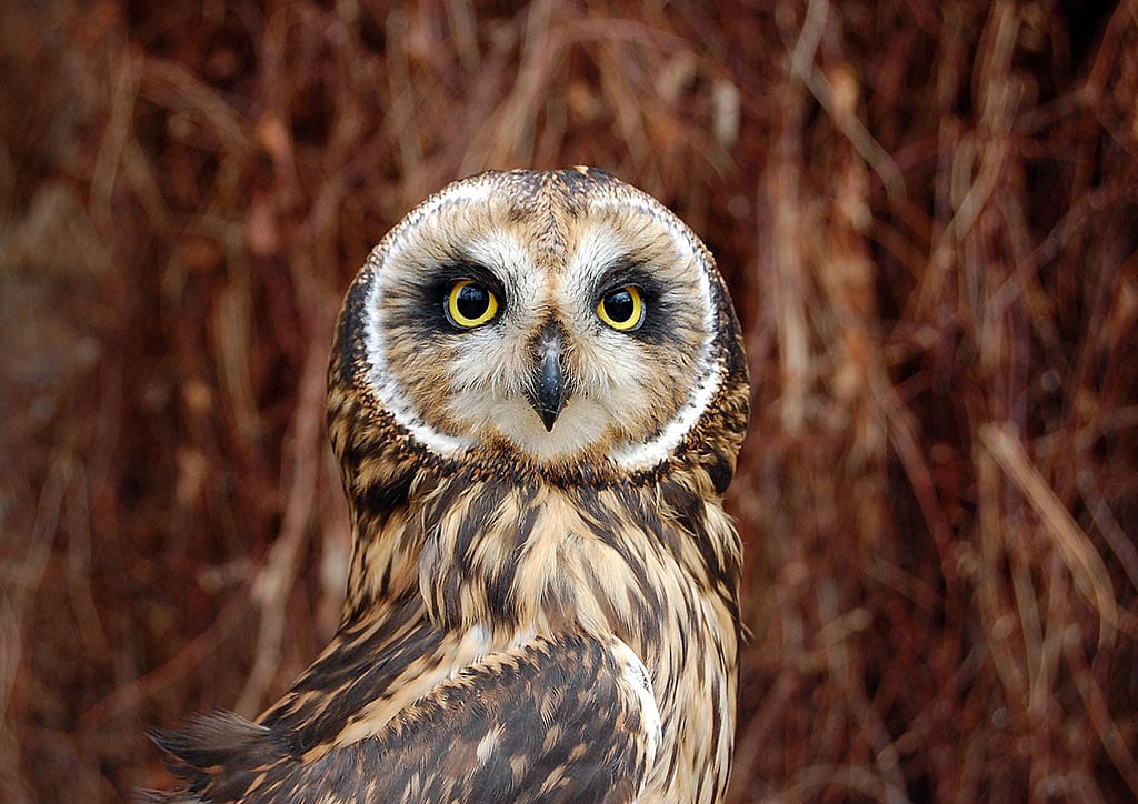 A Treasure from Our West: Amelia the short-eared owl