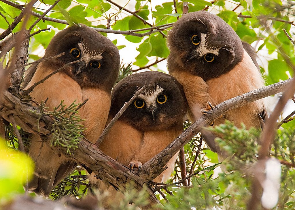 Three Immature Saw-whet Owls In a Tree