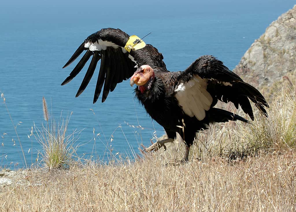 California Condor walking on the ground.