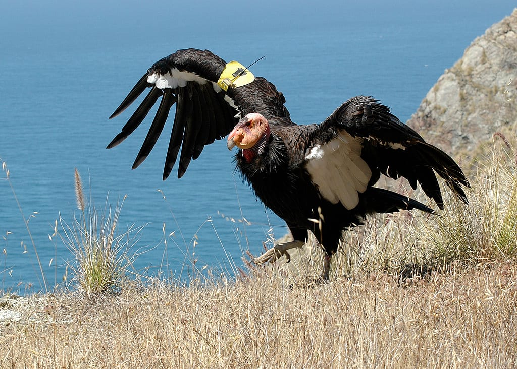 California Condor walking on the ground.