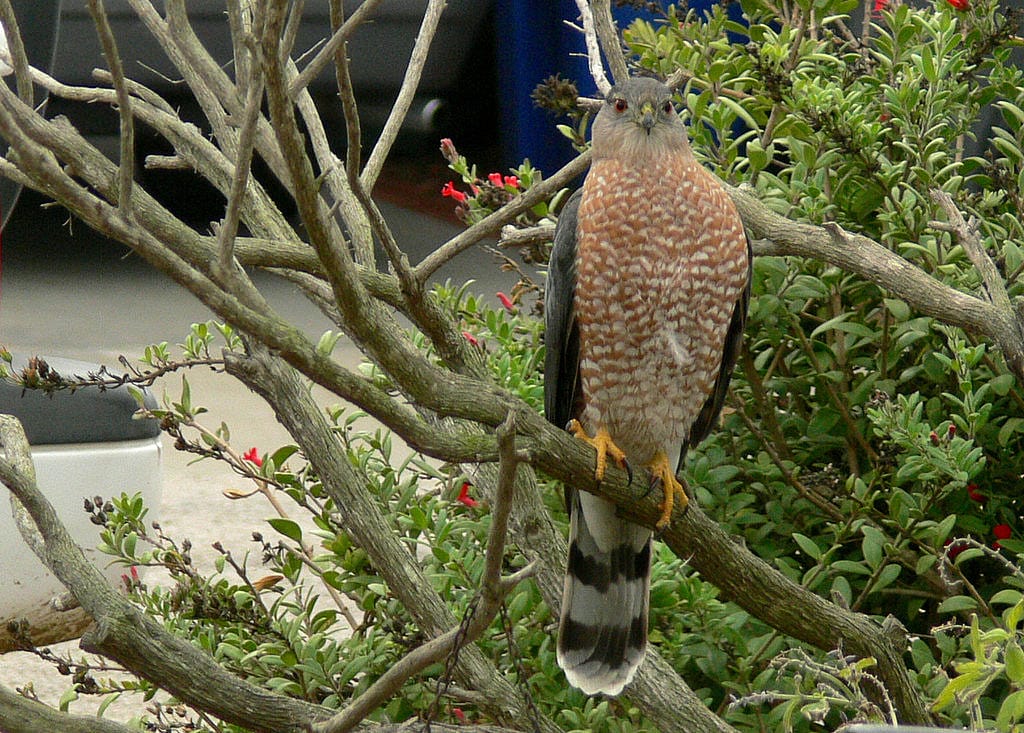 Adult Copper's Hawk Perched On a Tree Branch