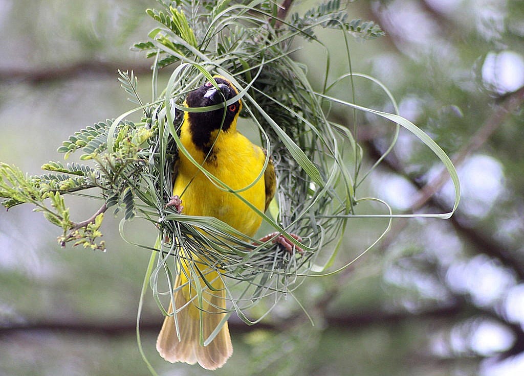 The photo demonstrates a the topic of bird nest styles through showing a bird constructing a woven nest.