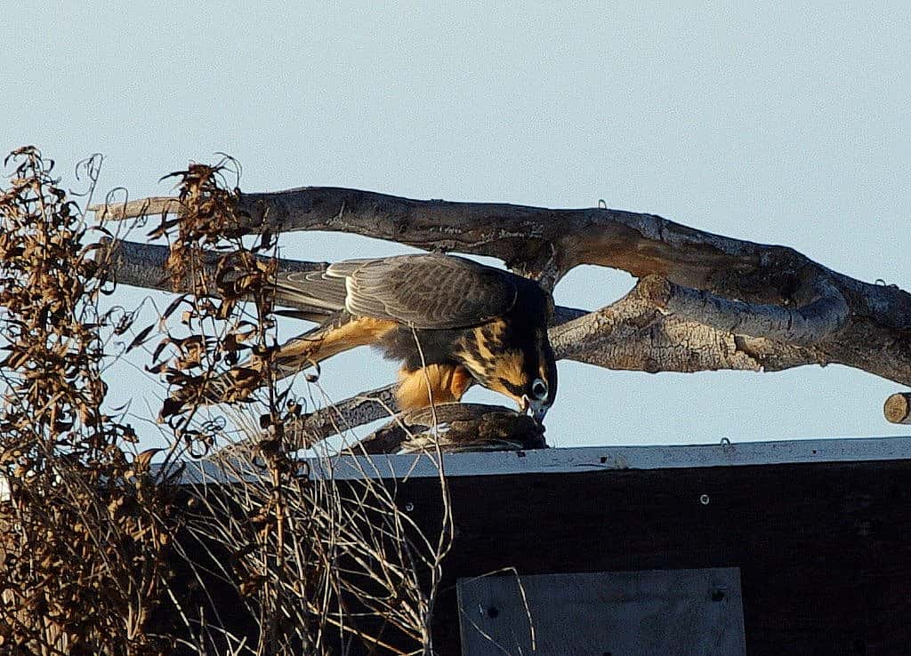 Released Aplomado Falcon Feeding On the Top of a Hack Box 