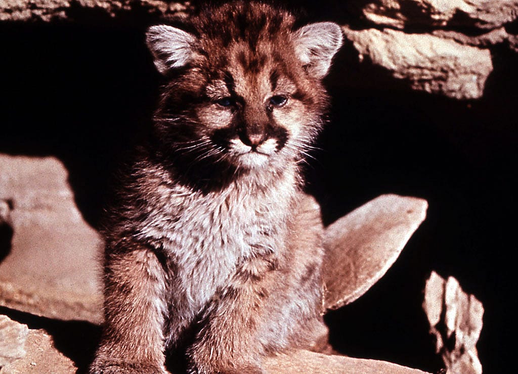 Cougar cub, n.d. NPS photo.