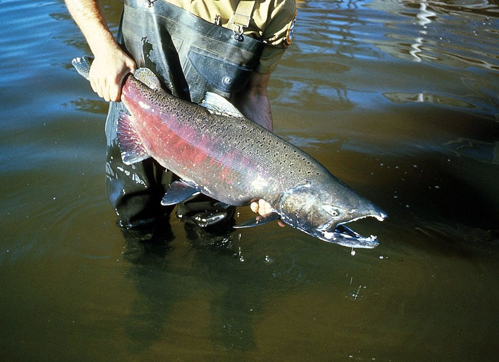 The State of California and the Chinook salmon figured prominently in the 2004 decision of Tulare Lake Basin Water Storage District v. United States. Courtesy of National Park Service.