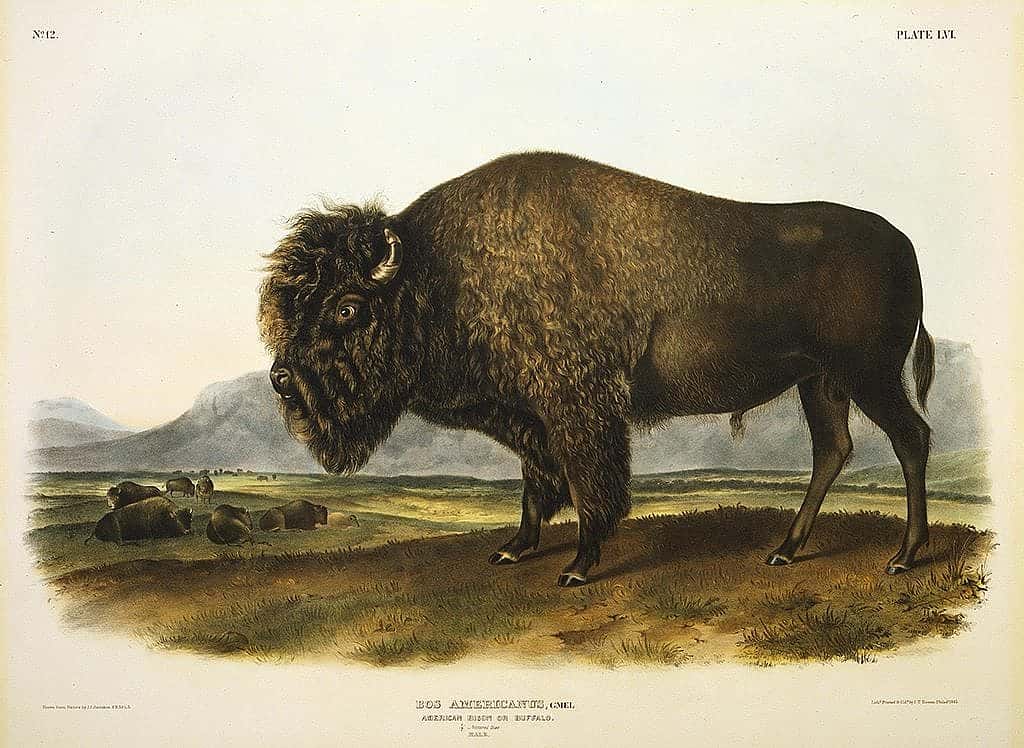 John James Audubon. "Bos Americanus, American Bison or Buffalo." Hand-colored lithograph. Buffalo Bill Center of the West, Cody, Wyoming, USA. 156.69