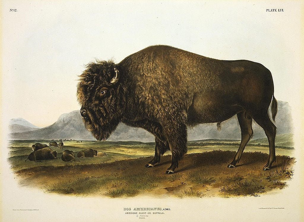 John James Audubon. "Bos Americanus, American Bison or Buffalo." Hand-colored lithograph. Buffalo Bill Center of the West, Cody, Wyoming, USA. 156.69