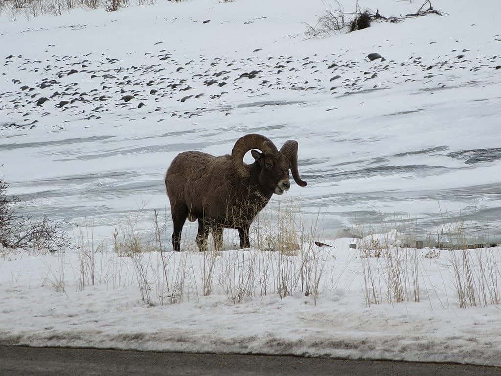 Yellowstone Wildlife in Winter - A bighorn ram browses along the side of the Northfork Highway between Cody and the east entrance of Yellowstone National Park.