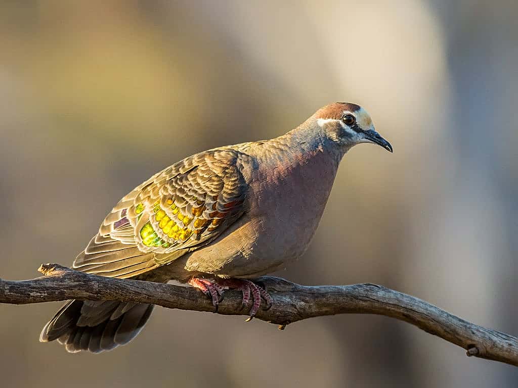 Photo of Bronzewing illustrates the bird being written about in section of the blog.