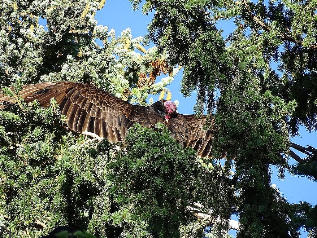 Turkey Vulture with wings outspread preening its back feathers. Demonstrates keeping clean.