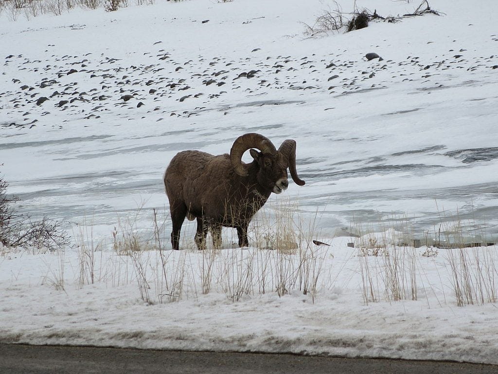 Yellowstone Wildlife in Winter - A bighorn ram browses along the side of the Northfork Highway between Cody and the east entrance of Yellowstone National Park.