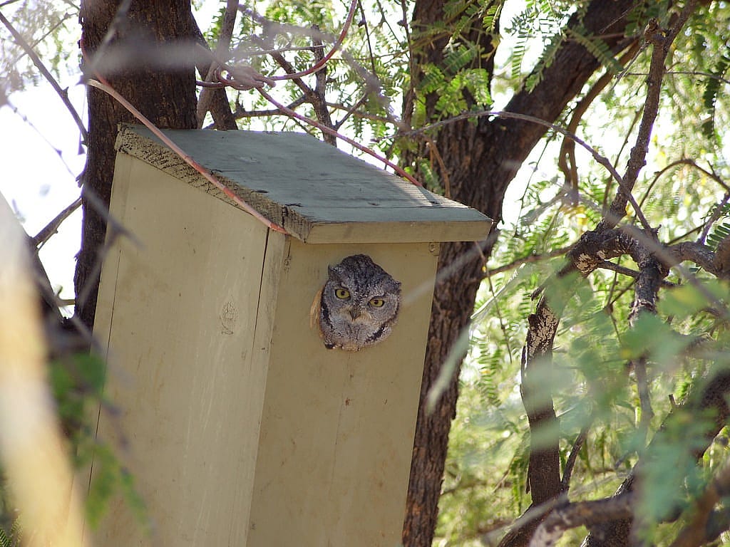 Western Screech-owl in Nesting Box.