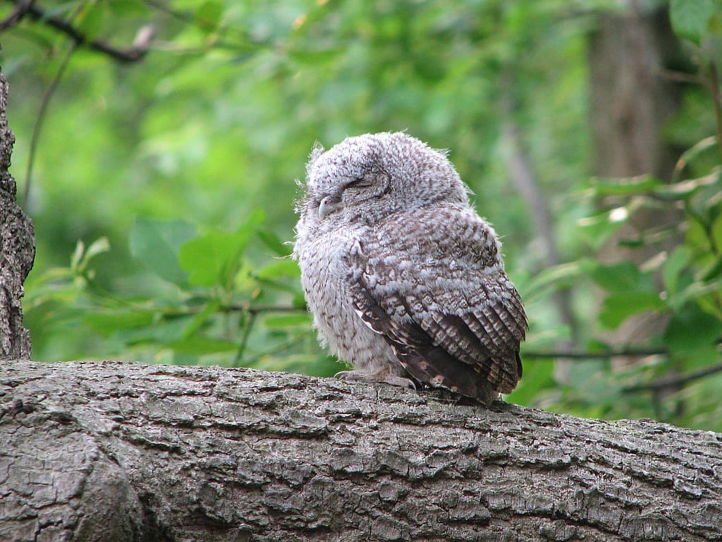 An Eastern Screech-owlet Perched on a Tree Branch